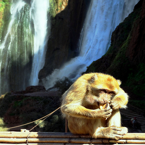 ouzoud waterfalls Morocco