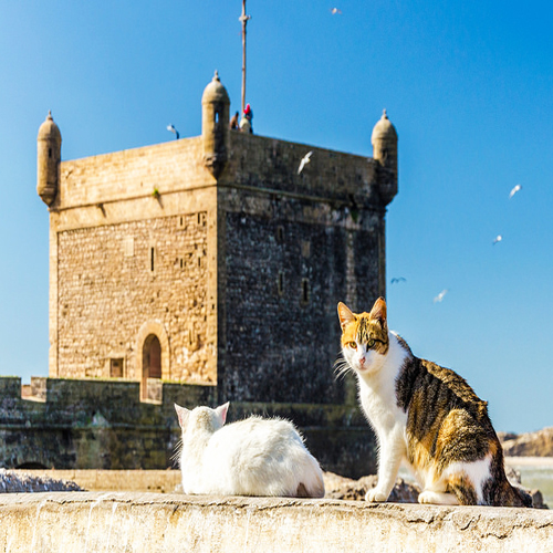 Essaouira Beach Morocco