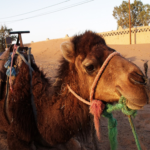 Merzouga Camels Morocco