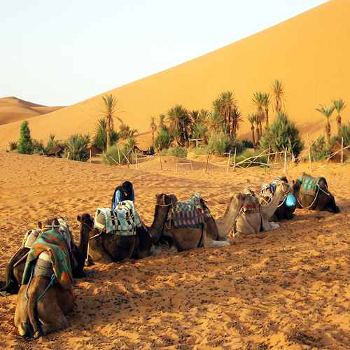 Bivouac In Merzouga Morocco